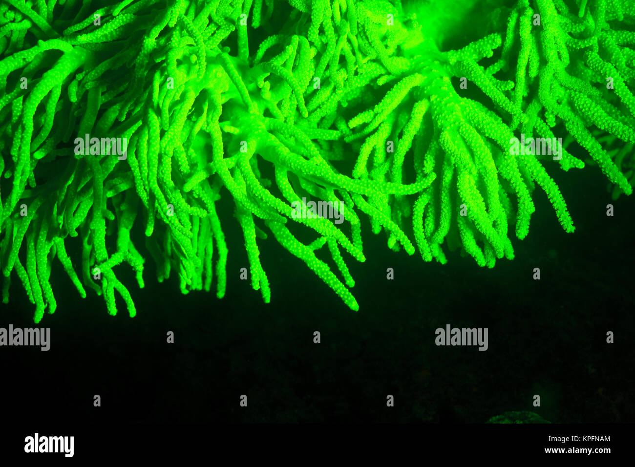 Naturale di fluorescenza che si verificano in subacquea corallo morbido (Sinularia sp.), acquisite mediante offerte di bloccaggio di UV filtri di barriera, immersione notturna vicino villaggio Lewolin, Illi Isola Api, Selat Boleng stretto, Indonesia Foto Stock
