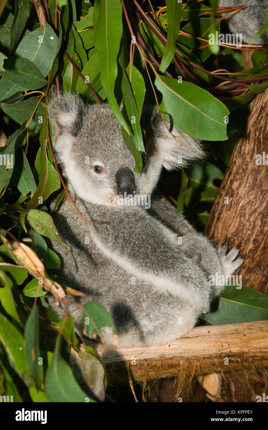 Australia, Queensland, Brisbane, Fig Tree Pocket. Lone Pine Koala Sanctuary, Koala (phascolarctos cinereus). Foto Stock