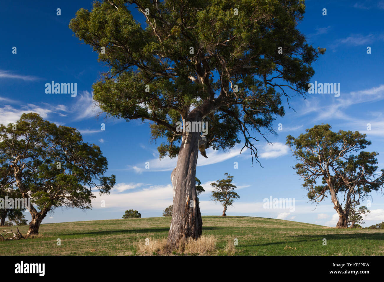 L'Australia, la Barossa Valley, Mount Pleasant, alberi di gomma Foto Stock
