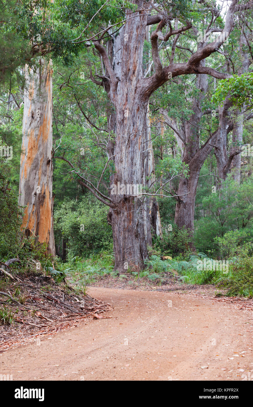 A sud-ovest dell'Australia, Walpole, giant tingle alberi Foto Stock
