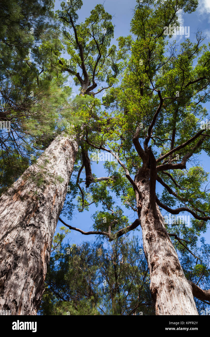 A sud-ovest dell'Australia, Walpole-Nornalup, Valle dei Giganti Tree Top Walk, giant tingle alberi Foto Stock