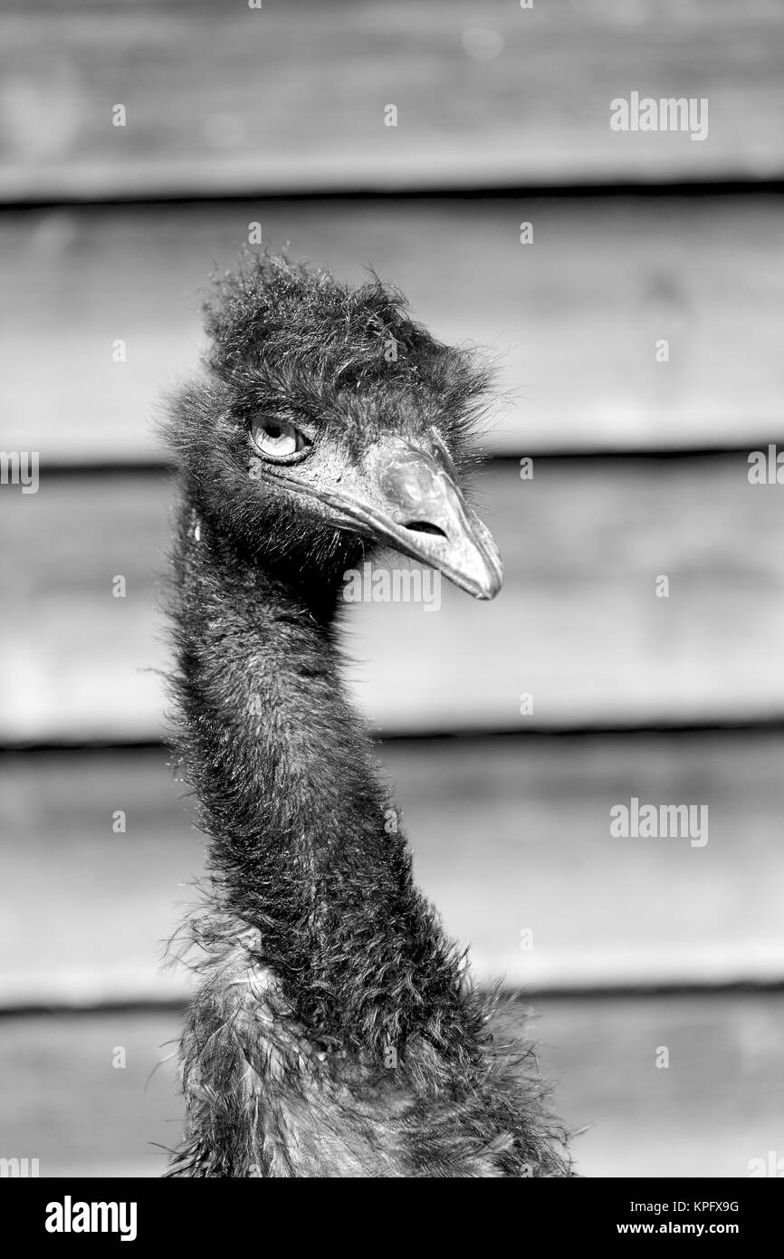 Nel parco di australia la libera uem bird e lo sfondo Foto Stock