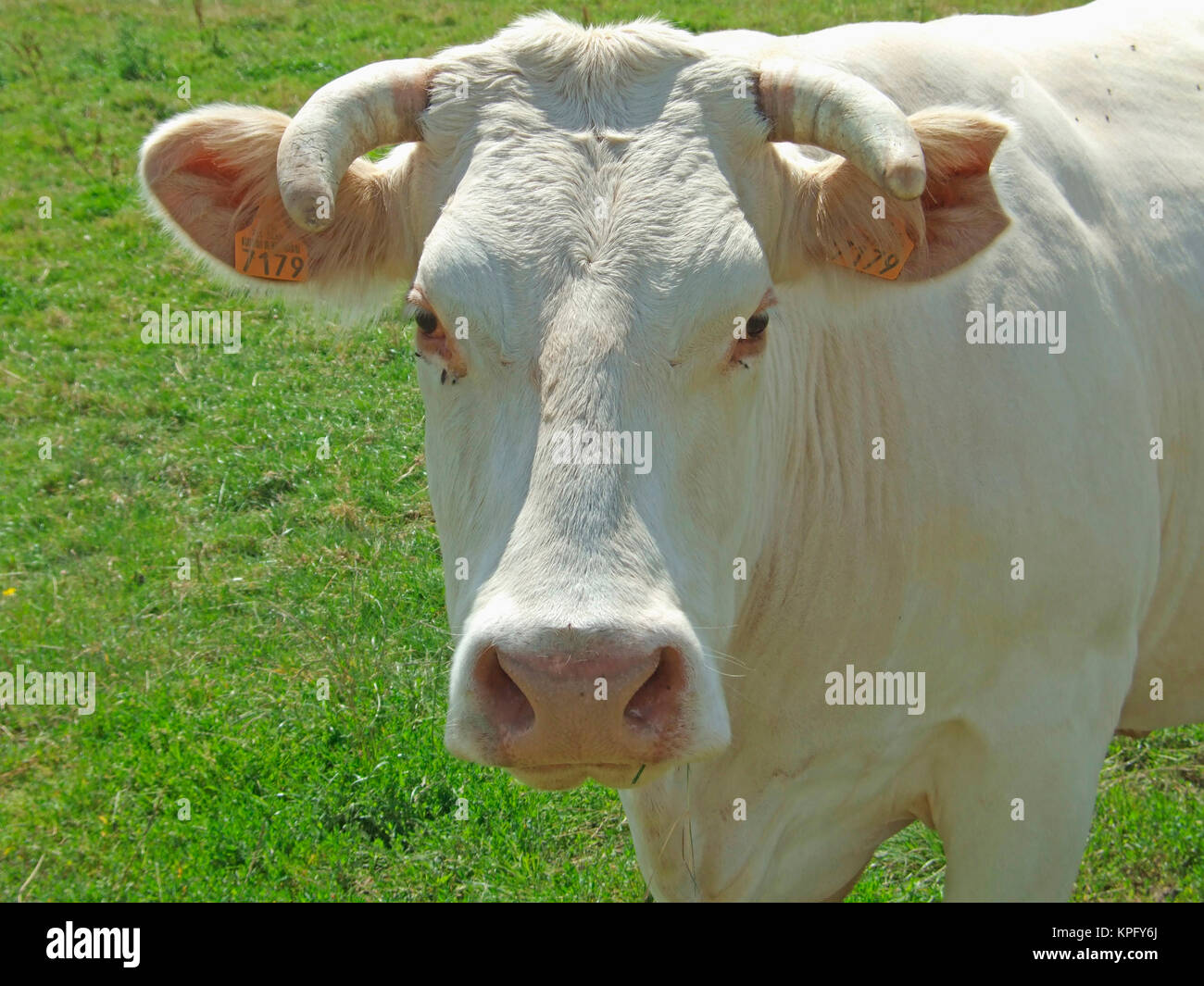 Charolais Cow Foto Stock