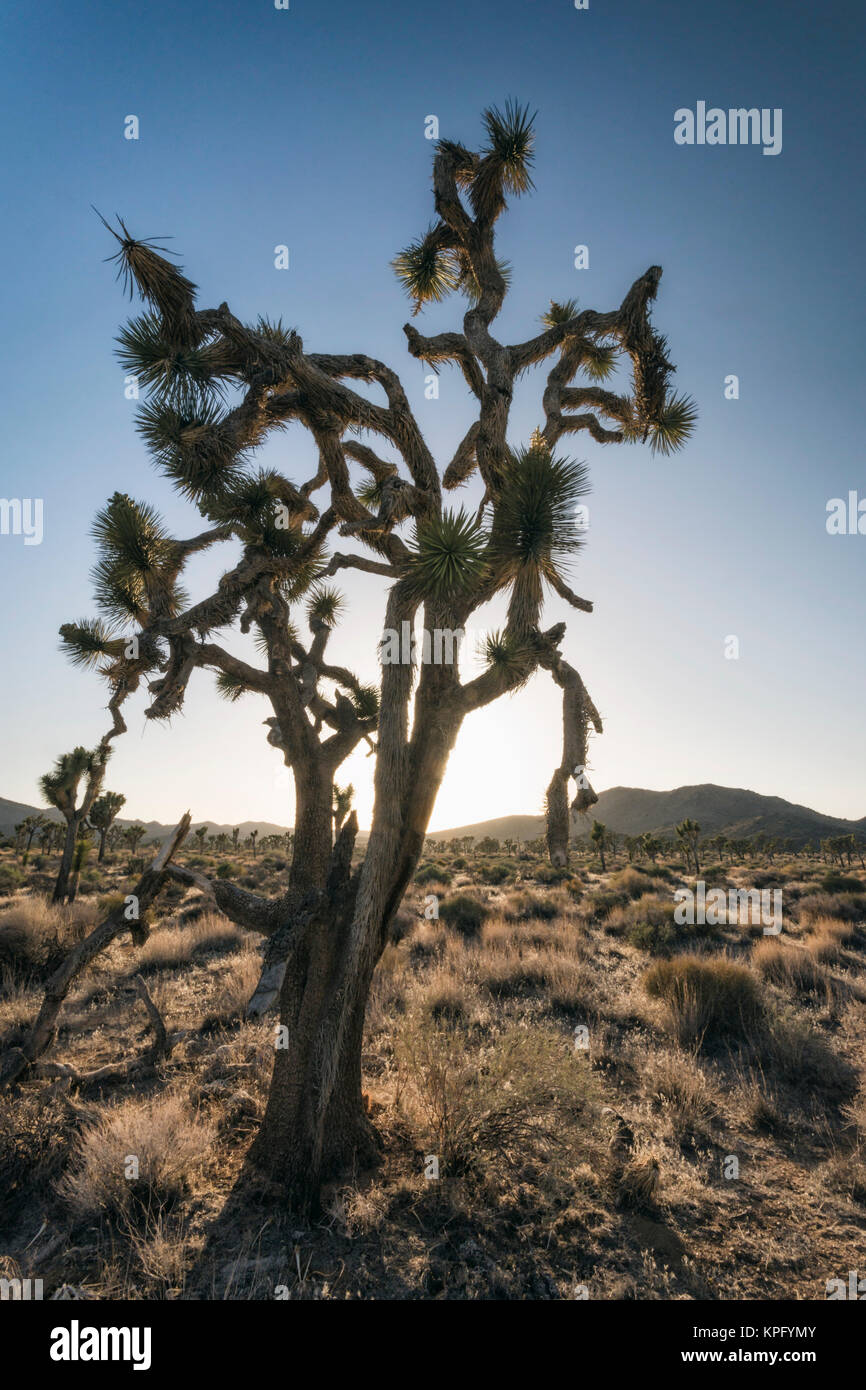 Joshua alberi nel deserto Foto Stock