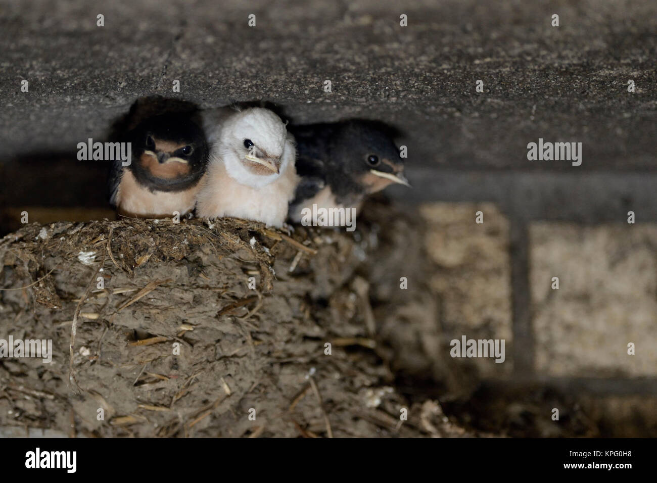 Barn Swallow / Rondini ( Hirundo rustica ), pulcini nel nido, quasi maturi, uno con piumaggio bianco, rare difetto di pigmento, leucistic, leucism, l'Europa. Foto Stock