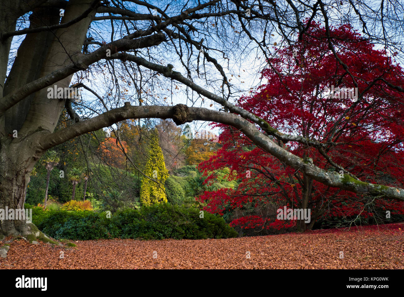 Sheffield Park Gardens, East Sussex, Inghilterra Foto Stock