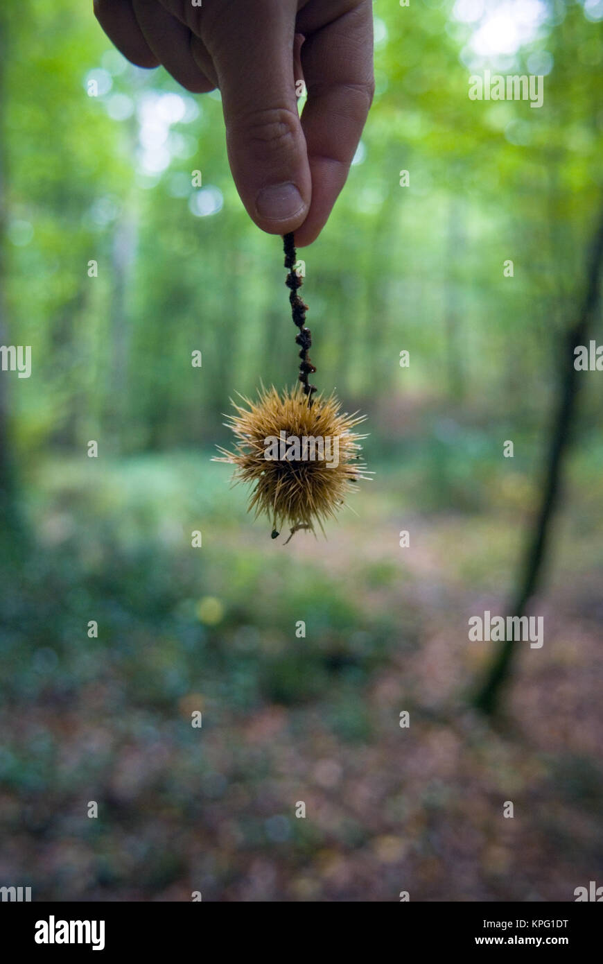 Macro colpo di mano che tiene un dolce frutto di Castagno in un pungenti e coccolone pod di sementi Foto Stock