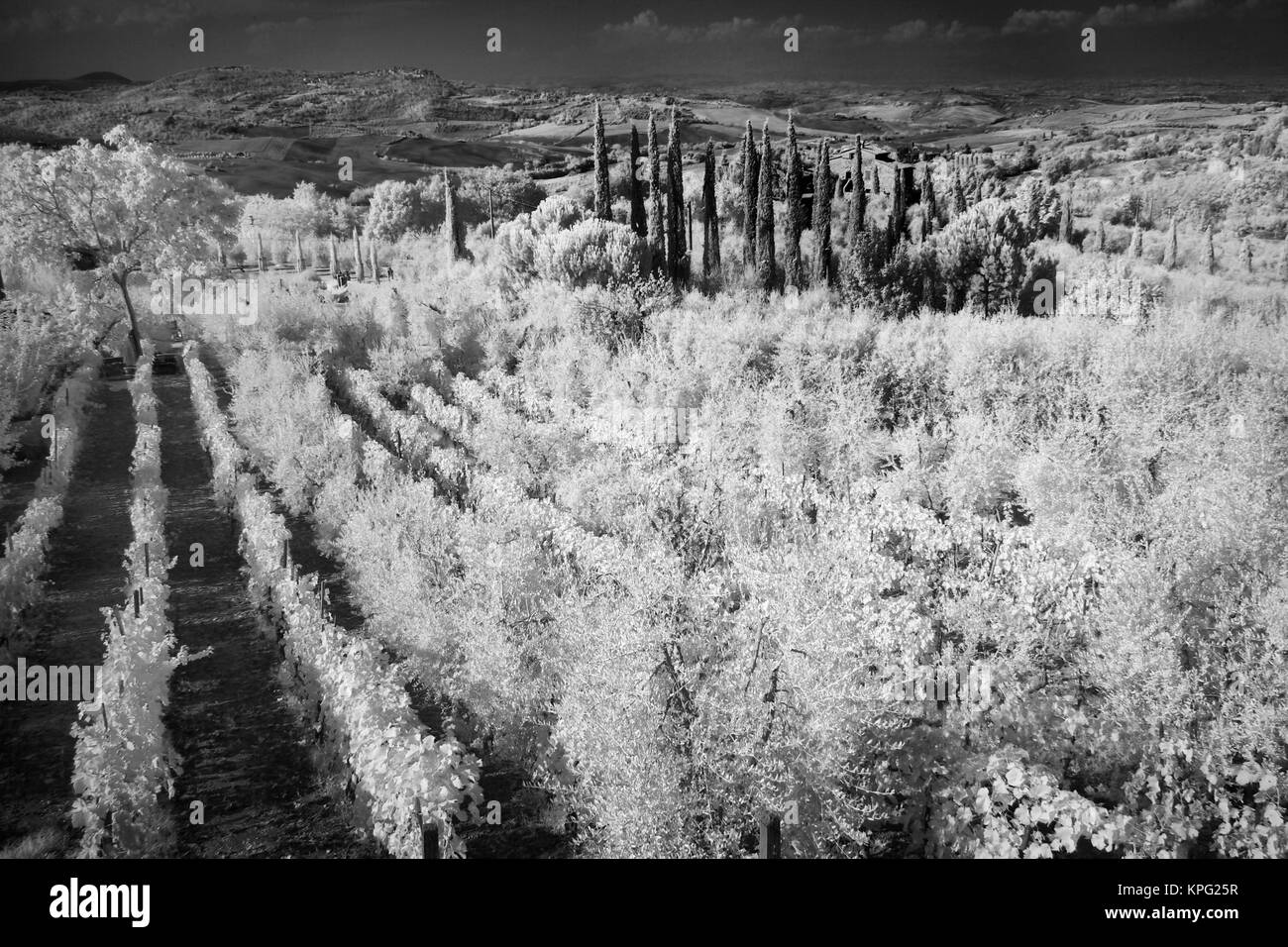 Infra Rosso in bianco e nero dei vigneti, Montepulciano, Italia, Toscana Foto Stock