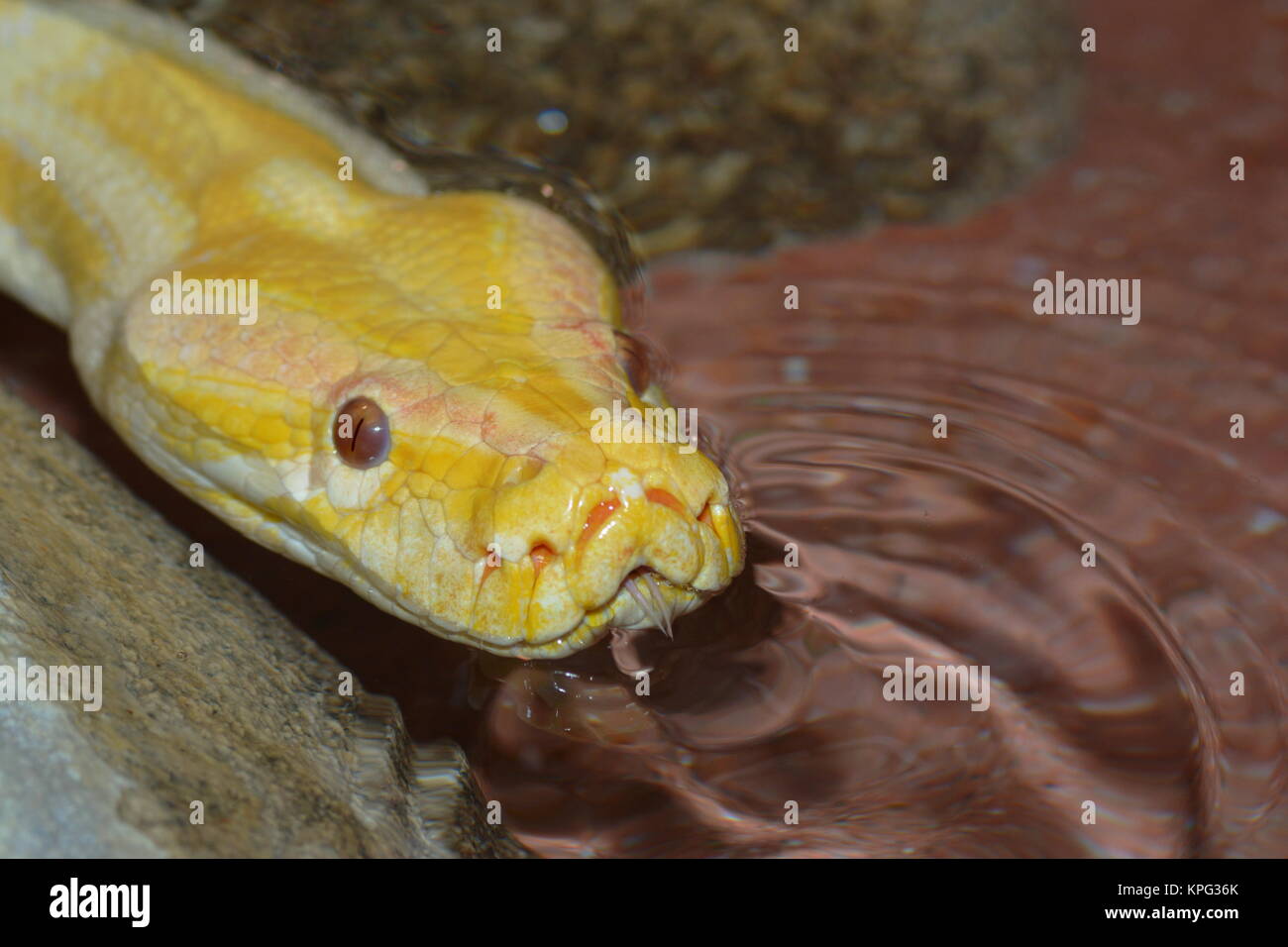 Anaconda giallo Foto Stock