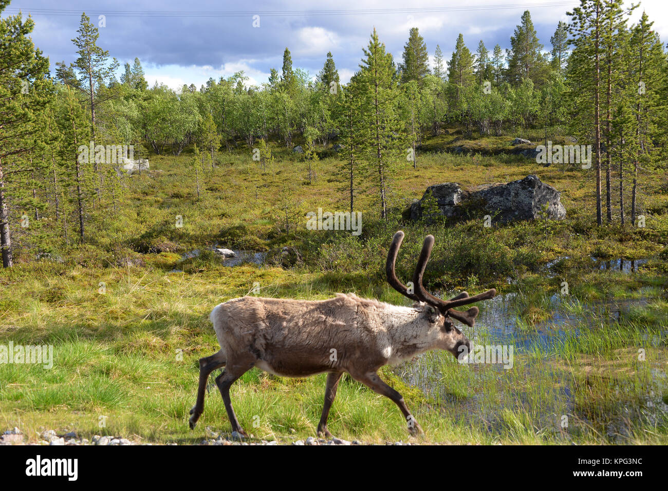 Le renne in Lapponia Foto Stock