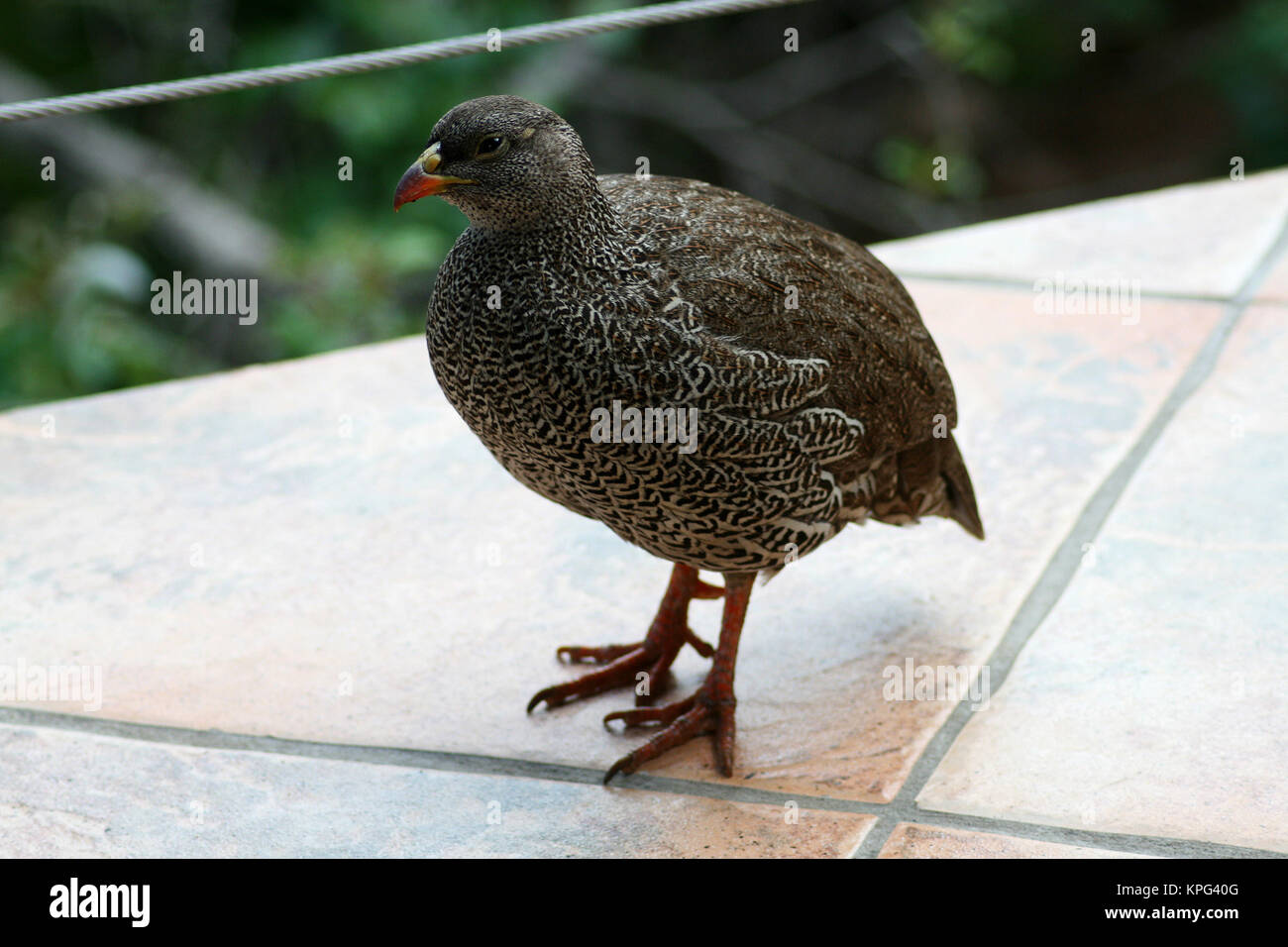 Mabalingwe, Natal Francolin piedi su piastrelle, Pternistis Natalensis Foto Stock