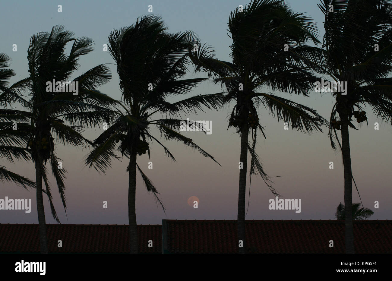 Mozambico, prima serata in Ponta do Ouro con palme al vento Foto Stock