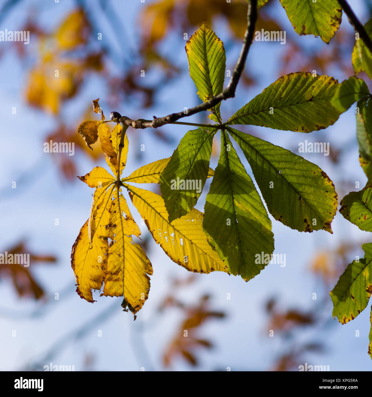 Foglie di autunno climatiche alberi colori caldi Foto Stock