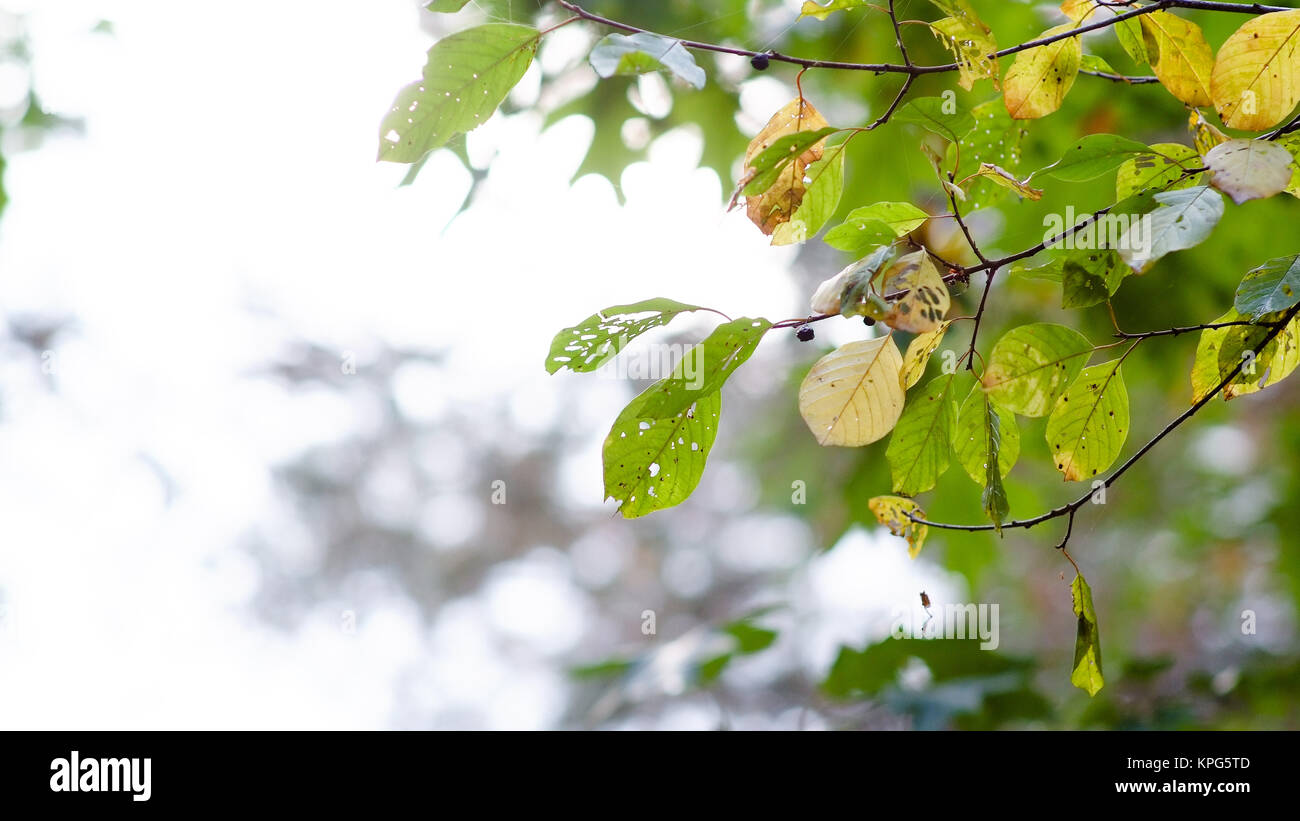 Foglie di autunno climatiche alberi colori caldi Foto Stock