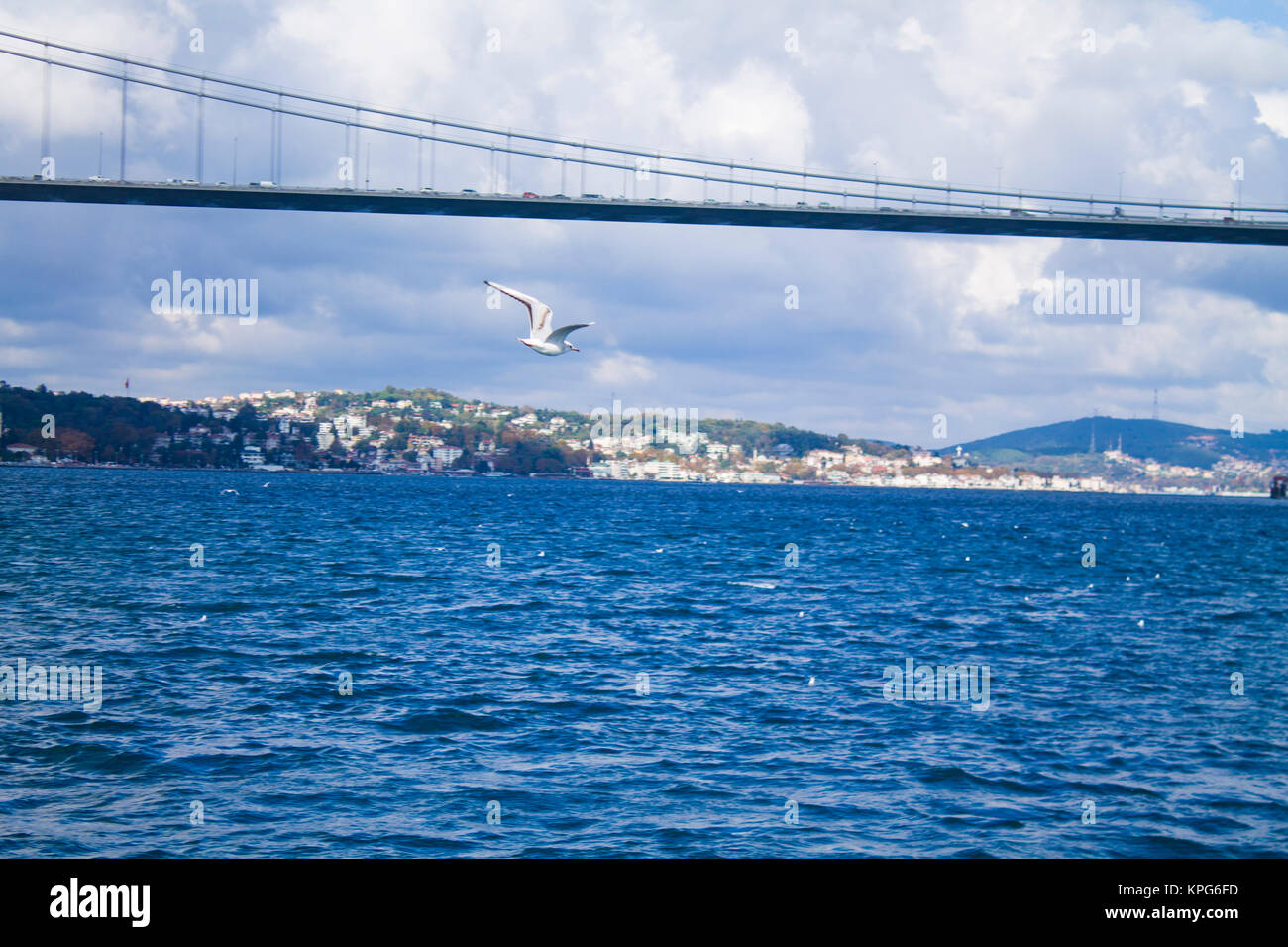 Un gabbiano battenti di fronte a Istanbul Ponte sul Bosforo Foto Stock