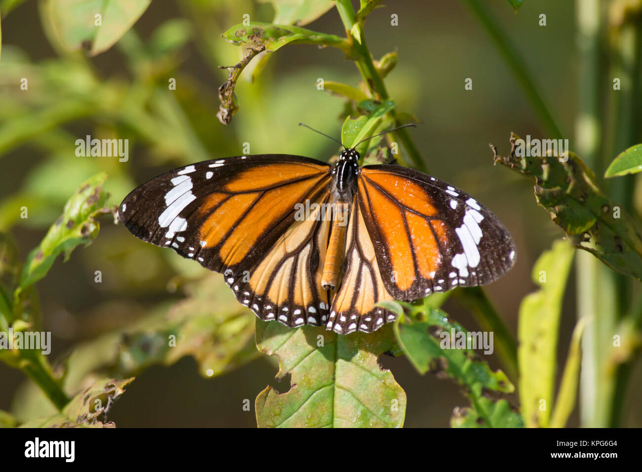 Comune di Tiger Butterfly Foto Stock