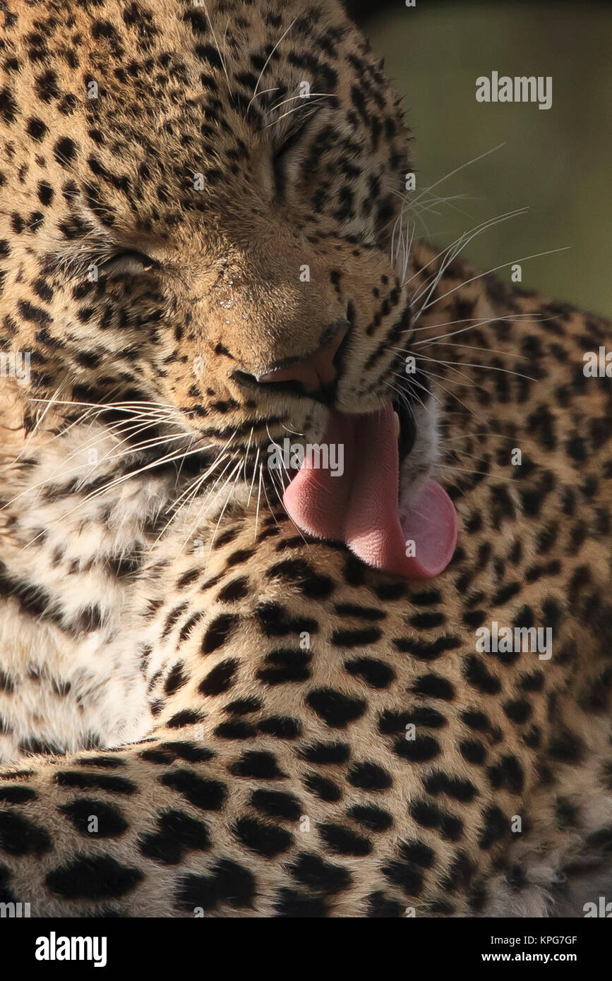 Leopard toelettatura mediante leccamento pellicce di gatto come la moda Foto Stock