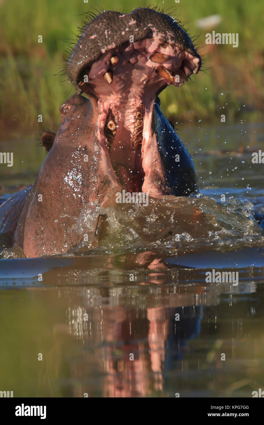 Hippopotomus con ampia bocca aperta la creazione di mighty splash nel foro per l'acqua Foto Stock