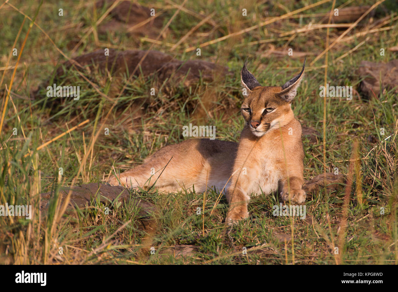 Caracal, il Masai Mara, Kenya Foto Stock