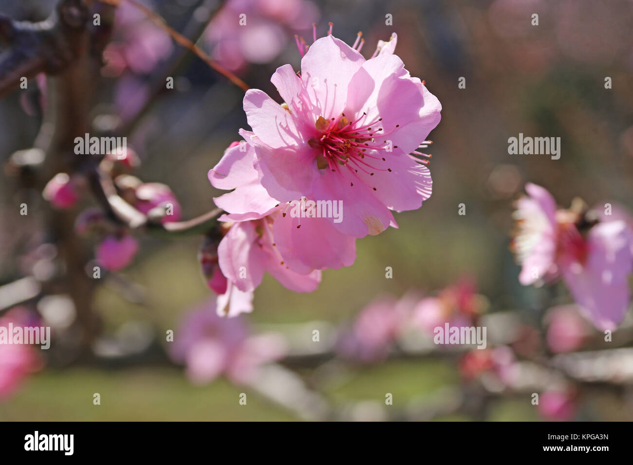 Rosa mandorla fiore Prunus dulcis Foto Stock