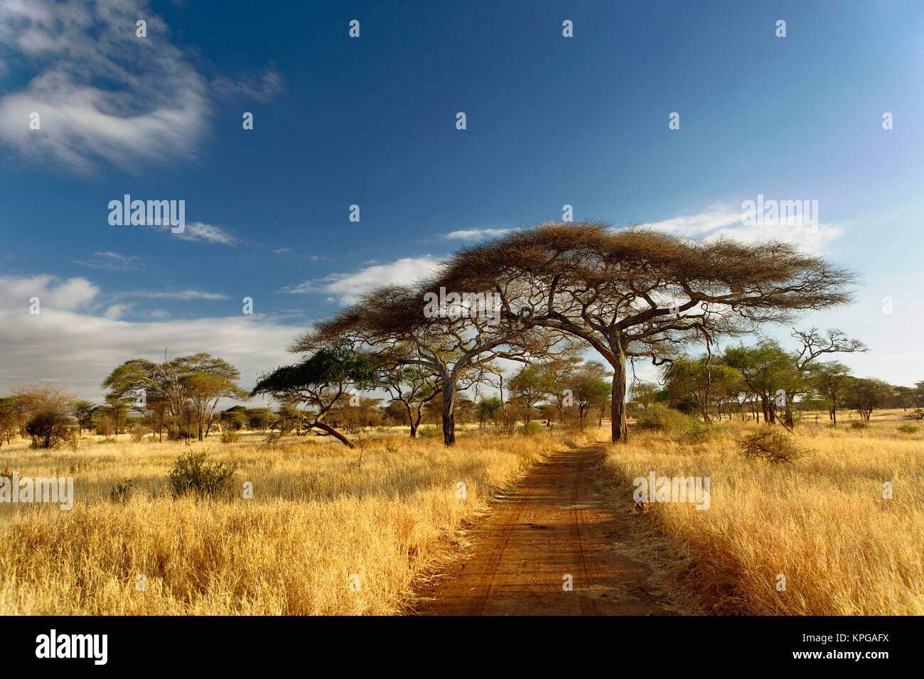 La sporcizia primitiva sede stradale e gli alberi di acacia nel tardo pomeriggio di luce, Parco Nazionale di Tarangire e, Tanzania Foto Stock