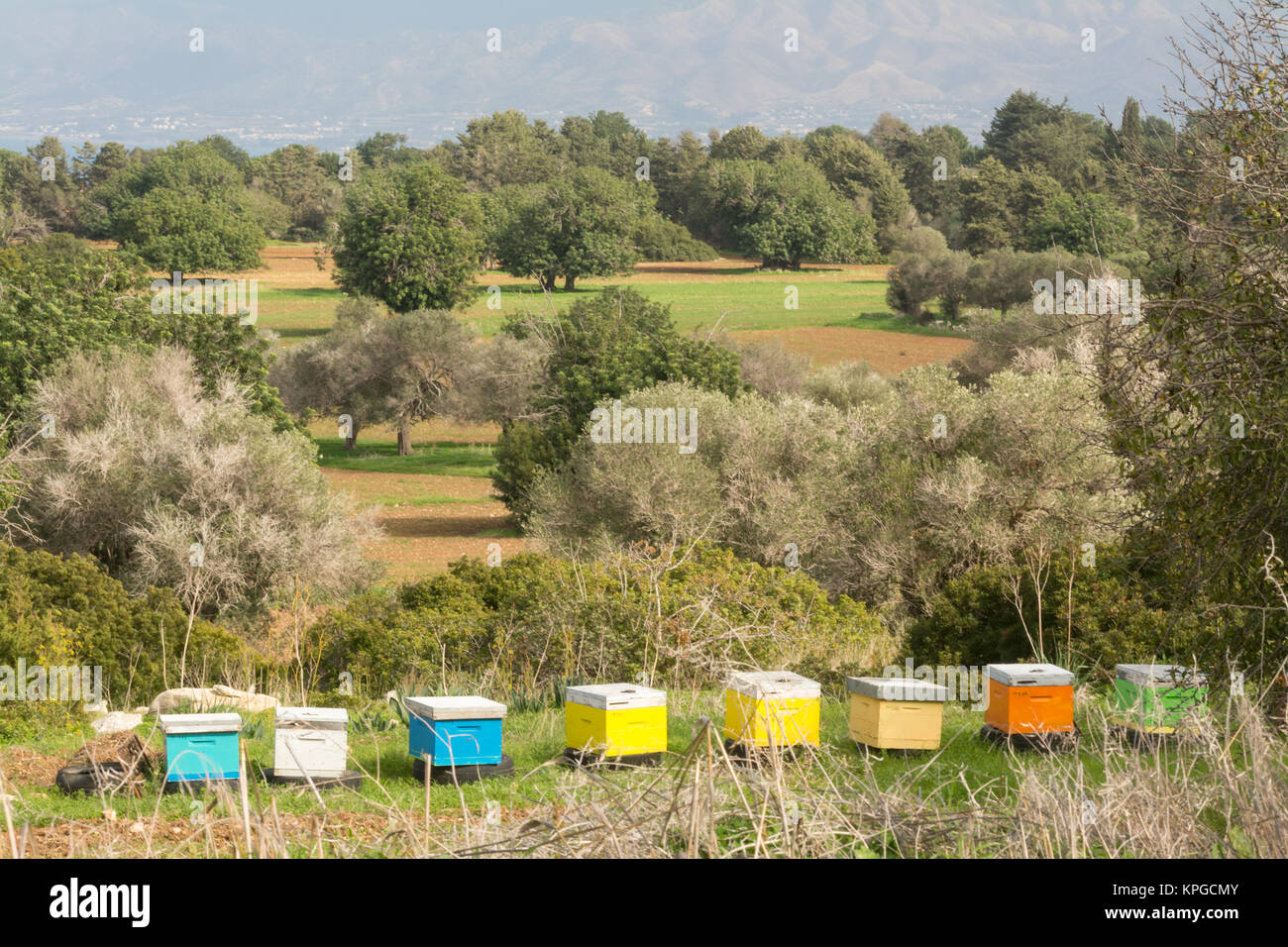 Il paesaggio nei pressi del villaggio di Neo Chorio di Cipro con una linea di multi-colore di alveari Foto Stock