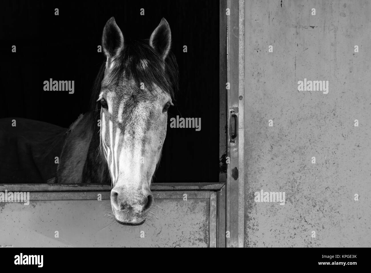 Una immagine in bianco e nero di un cavallo che guarda fuori dalla sua porta stabile Foto Stock