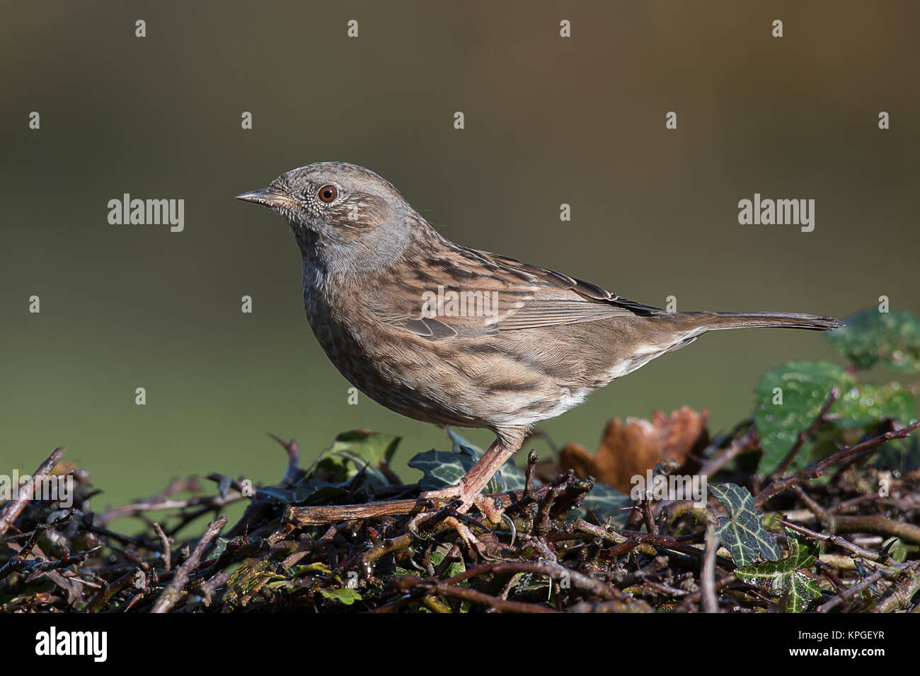 Un profilo laterale ritratto di cumnock hedge sparrow arroccato sulla cima di una siepe sotto il sole Foto Stock