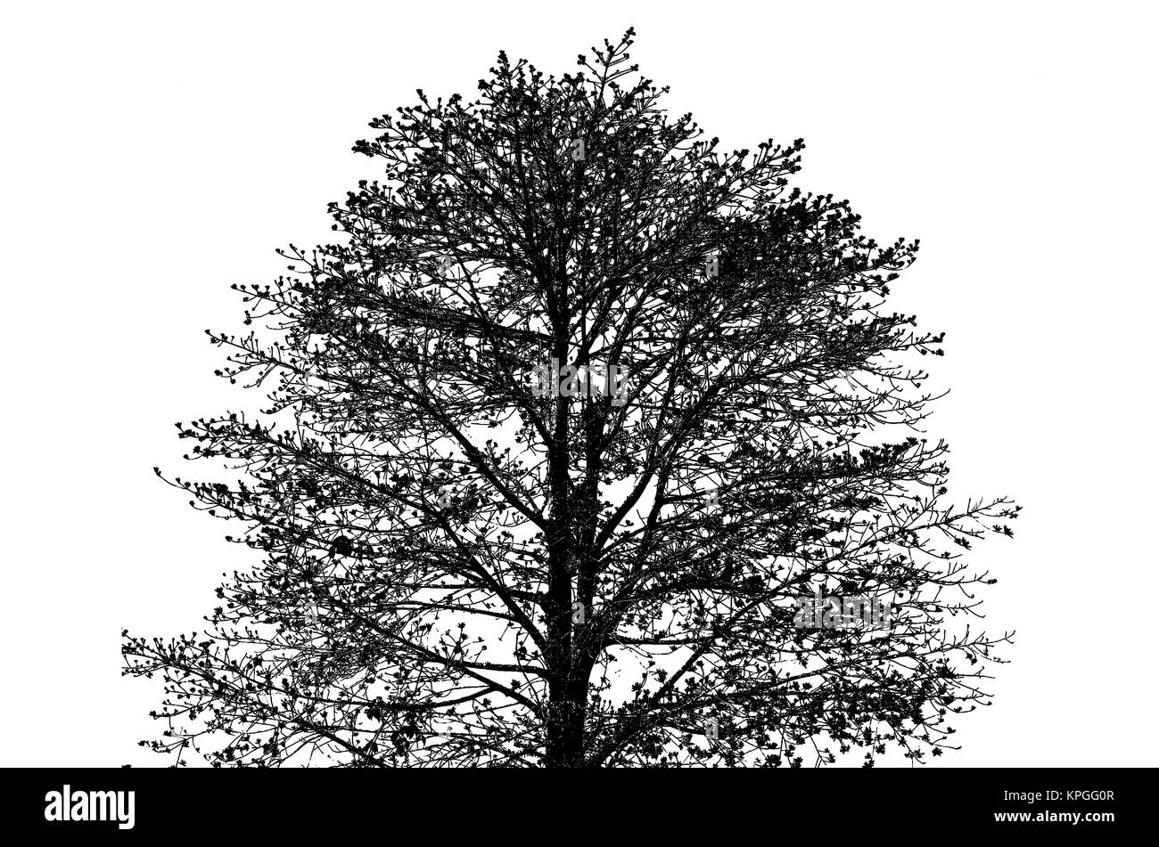 Silhouette albero isolato Foto Stock