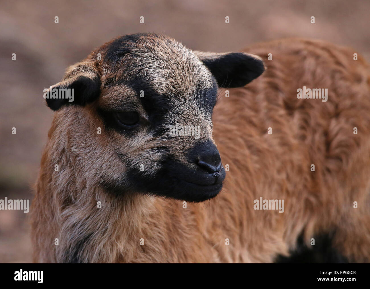 Agnello alle pecore del Camerun in primo piano Foto Stock