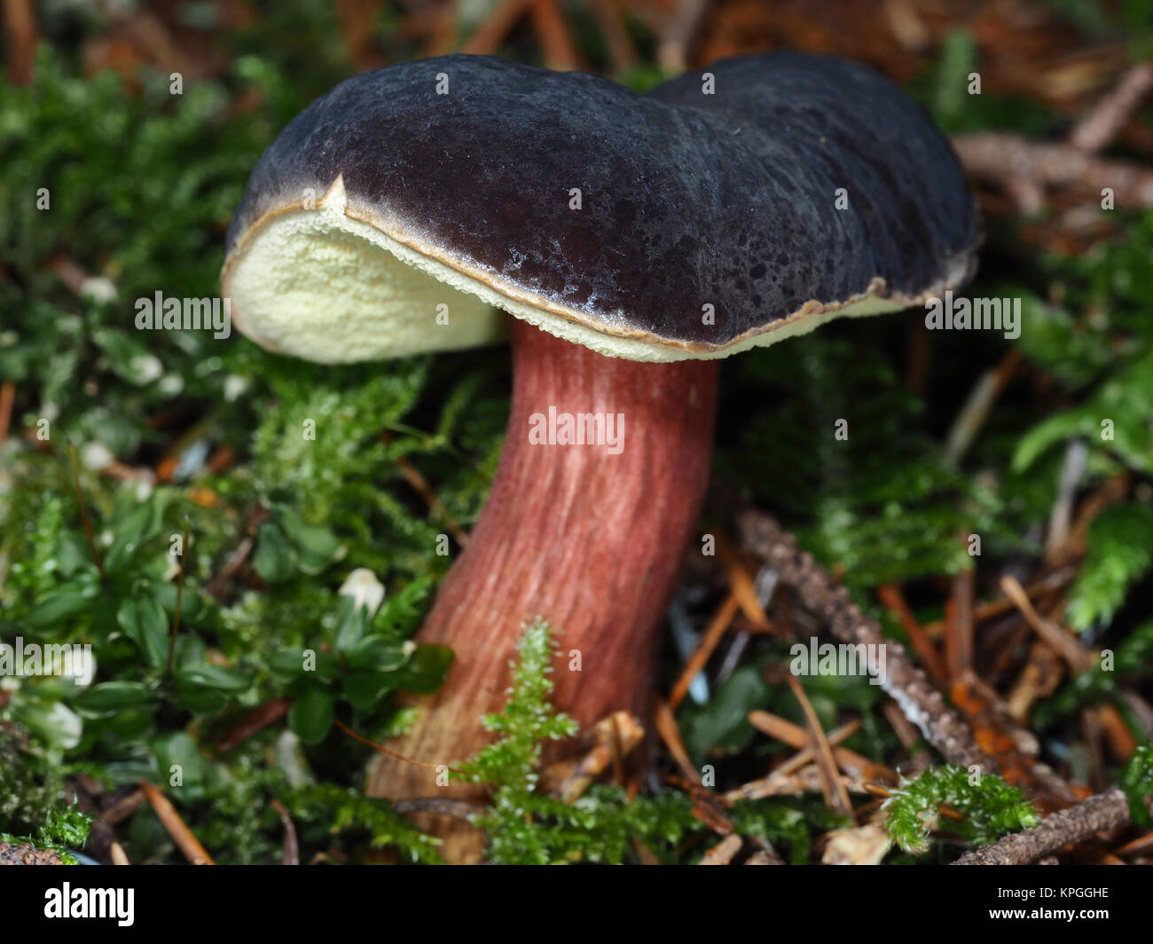 Giovani Zeller Bolete del fungo (Xerocomellus zelleri) cresce in una foresta nel Nord-ovest del Pacifico Foto Stock