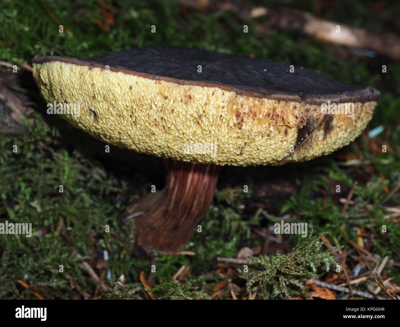Vecchio Zeller Bolete del fungo (Xerocomellus zelleri) cresce in una foresta nel Nord-ovest del Pacifico Foto Stock