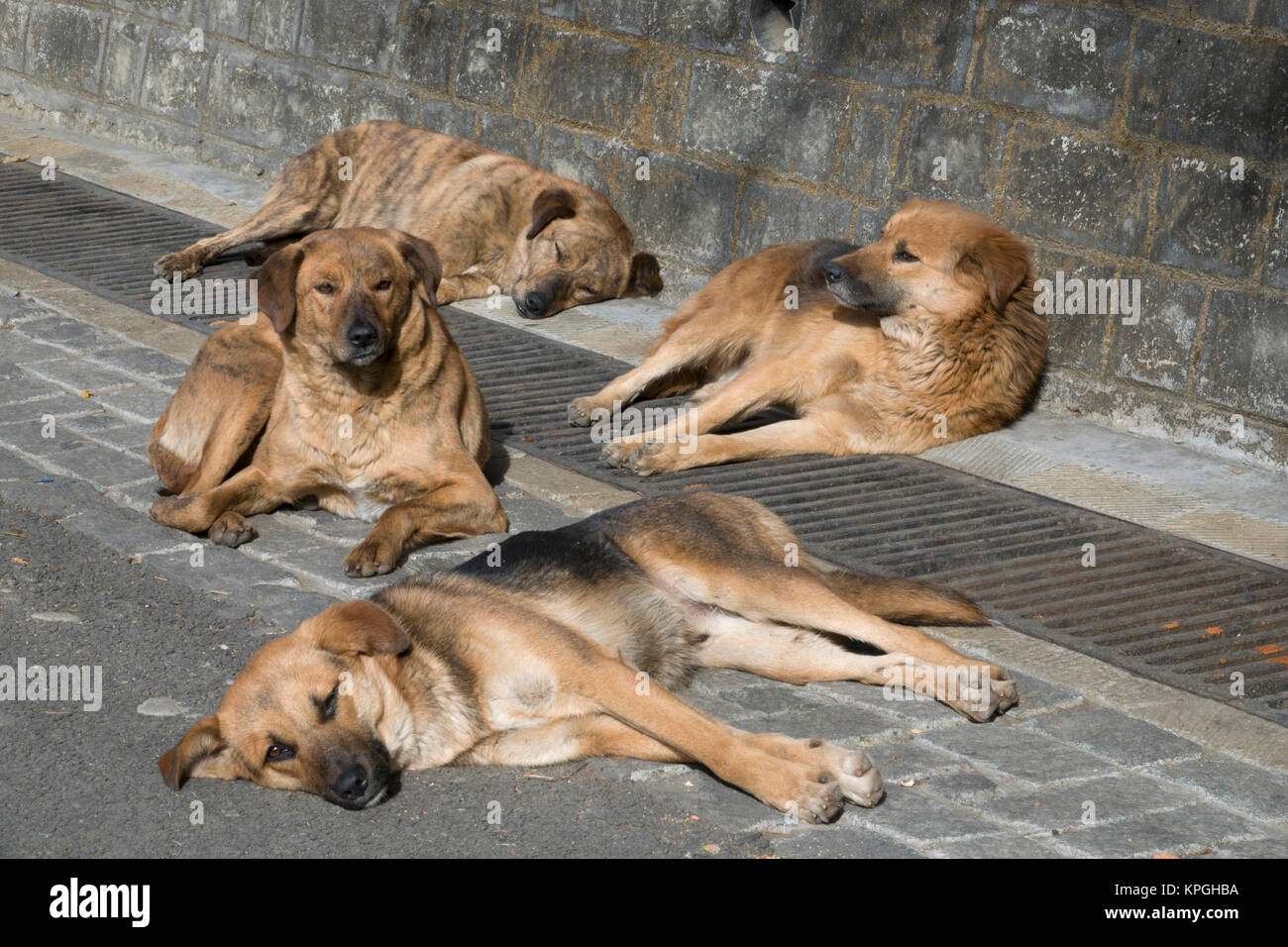 Pack di sano Cerca cani randagi di relax al sole in Shimla, India Foto Stock