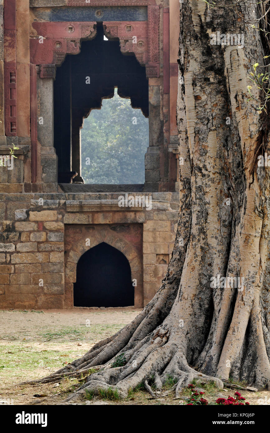 Vecchio albero e Bara Gumbad moschea, Delhi, India Foto Stock
