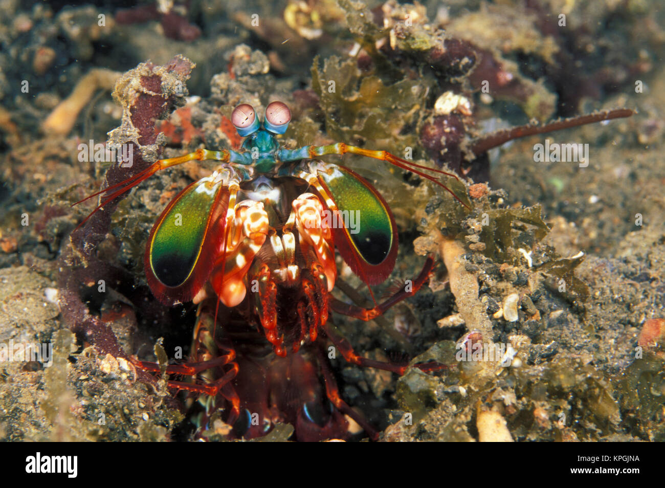 Indonesia. Canocchia (Odontodactylus scyllarus) Foto Stock