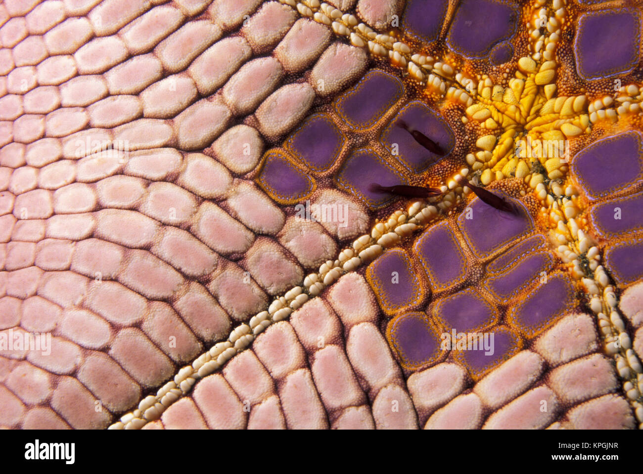 Indonesia. Gamberetti (Periclimenes soror) sulla stella cuscino (Culcita novaGuineae) Foto Stock