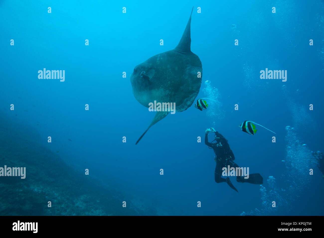 Adulto Ocean Sunfish (Mola mola) il più pesante pesce osseo nel mondo, Nusa Penida, Bali, Indonesia Foto Stock