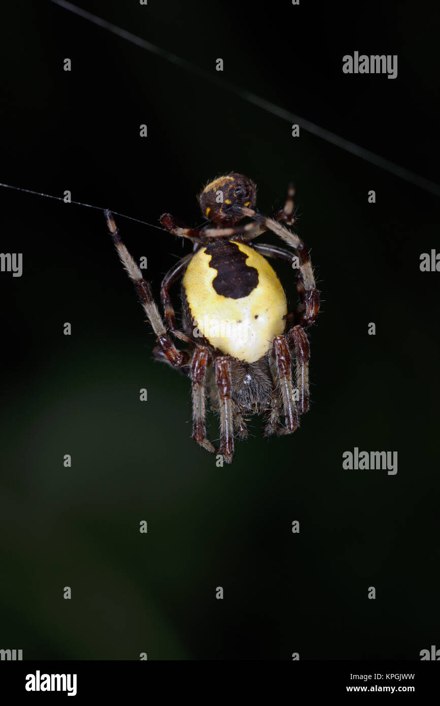 Orb in marmo Weaver Spider (Araneus marmoreus) coppia coniugata sul web, Monmouth, Galles, Settembre Foto Stock
