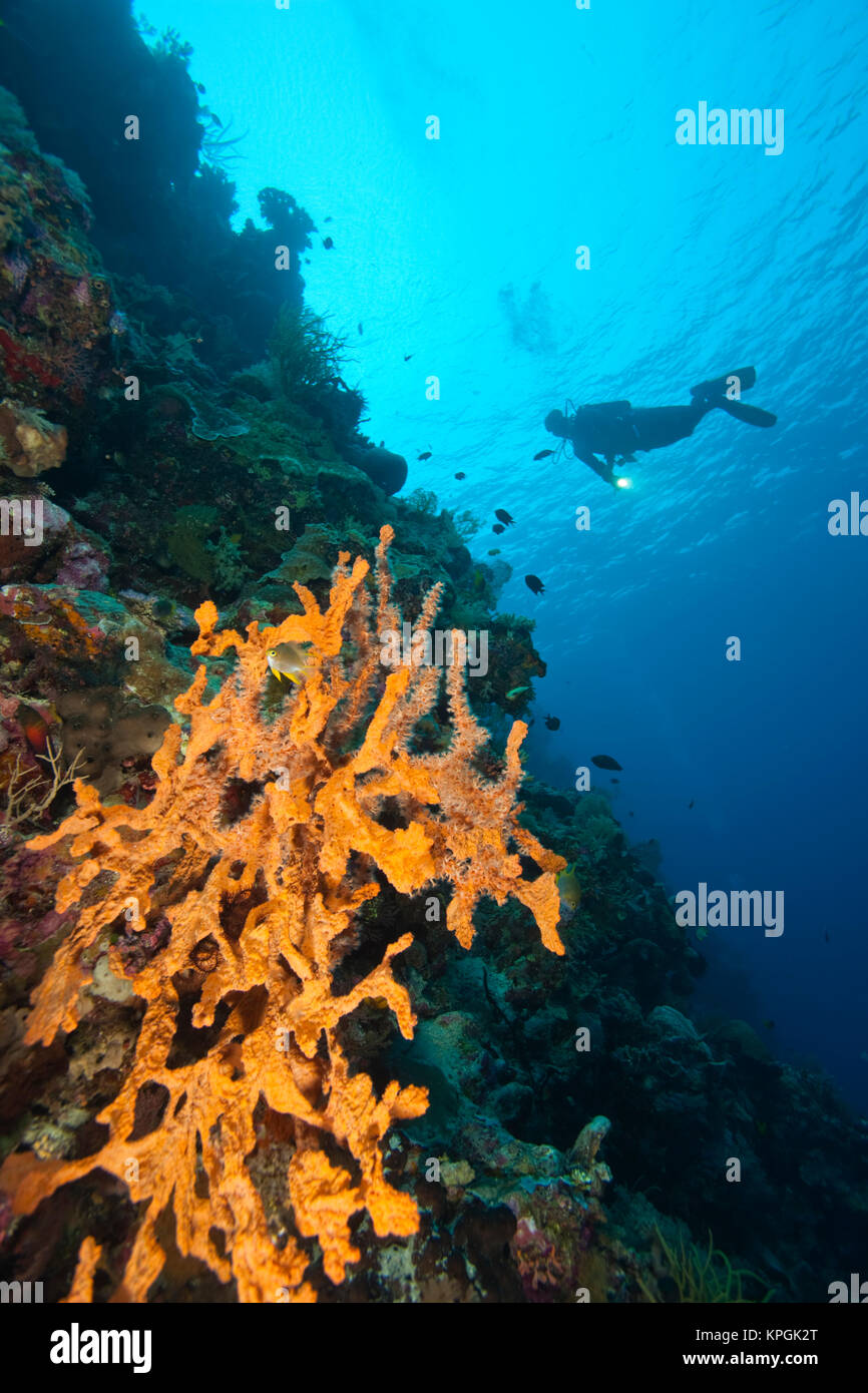Modello rilasciato subacquei all Tukang Besi riserva marina, cristalline barriere coralline vicino a Wakatobi. subacqueo Resort, Sud Sulaweso, Indonesia, S.E. Asia Foto Stock