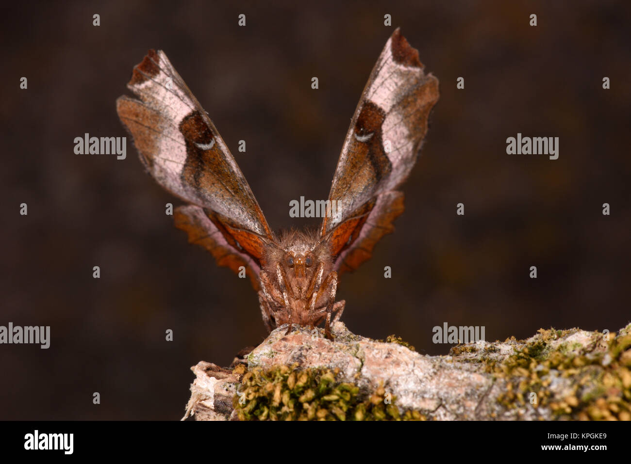 Viola Thorn Tarma (Selenia tetralunaria) adulto nella tipica posizione di riposo con le ali leggermente aperte, Monmouth, Galles, Agosto Foto Stock