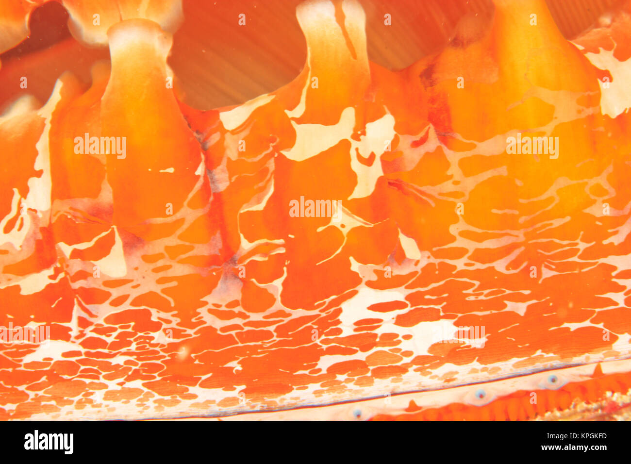 Ostrica spinosa (Spondylus varius) dettaglio del mantello e gli occhi, Banda Mare, Indonesia Foto Stock