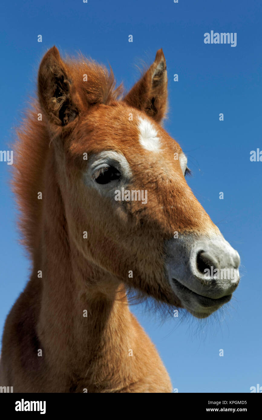 Camargue horse puledro, nato scuri e bianchi con l'età, la Camargue, regione a sud della Francia Foto Stock