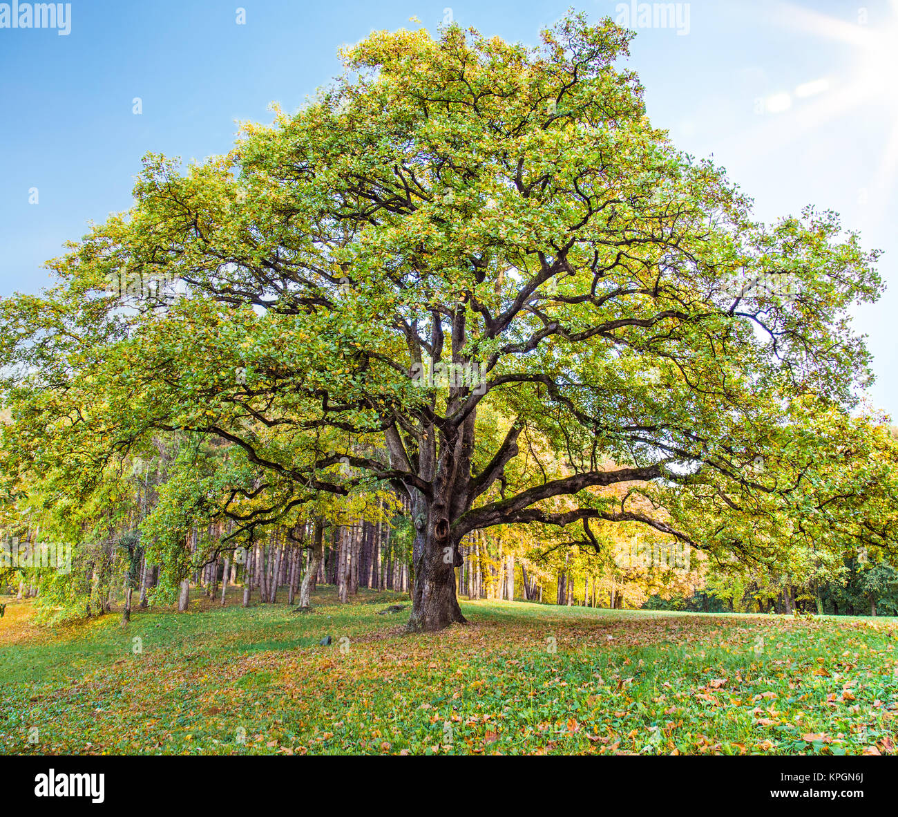 Vecchia lonely quercia nel parco contro il cielo blu con Sun in Serbia. Foto Stock
