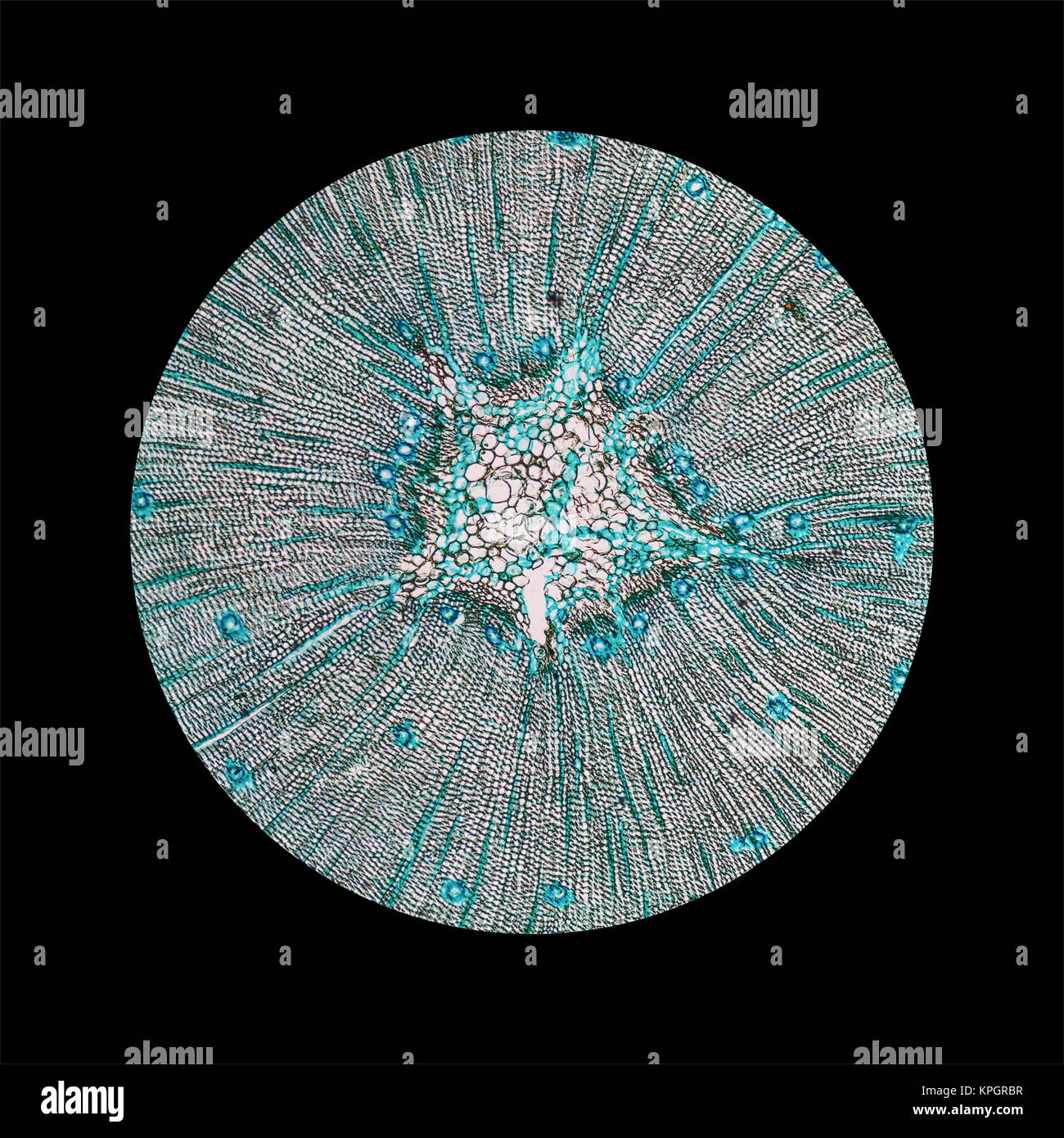 In legno di pino microfotografia Foto Stock