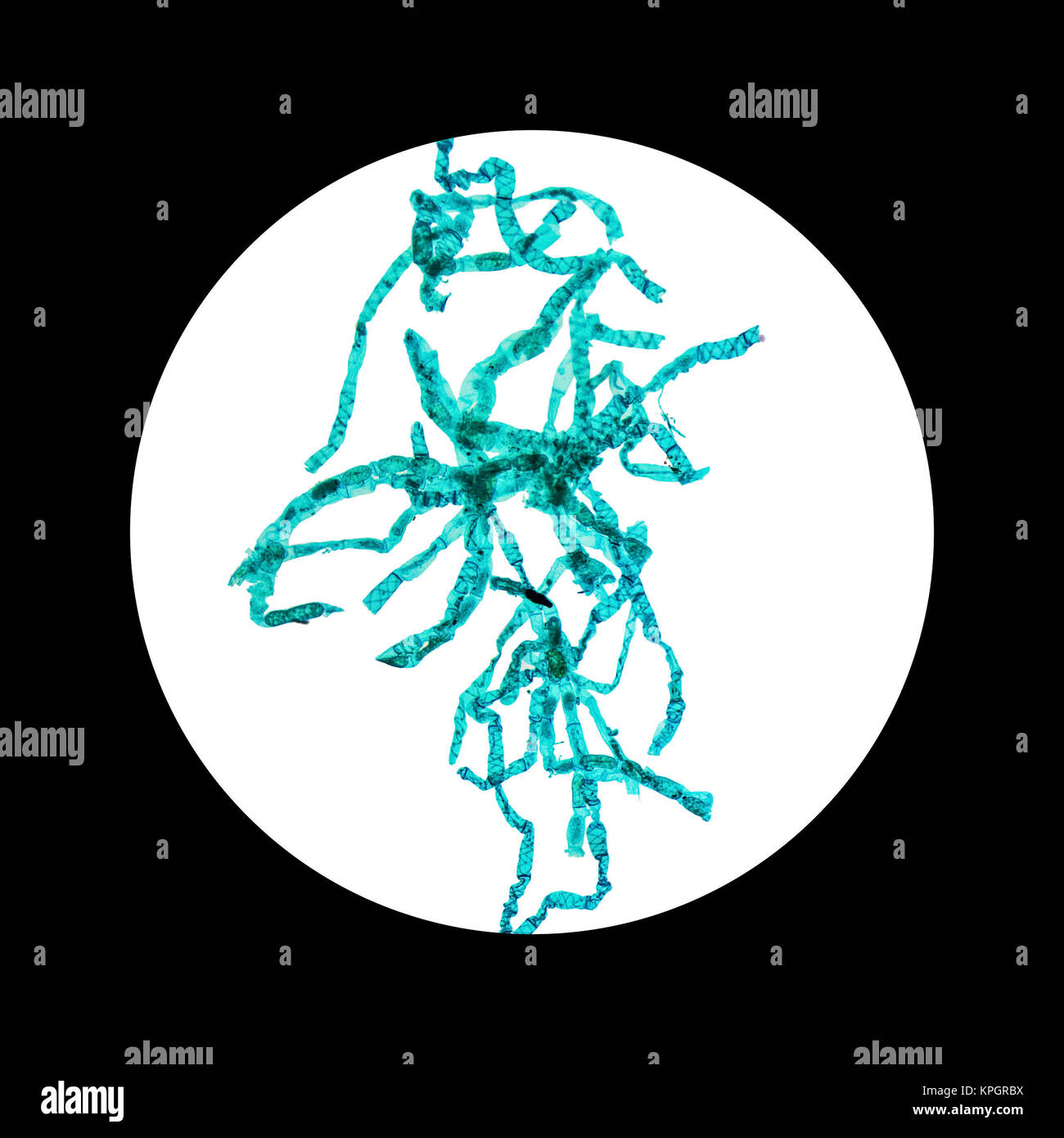 Micrografia spirogira Foto Stock