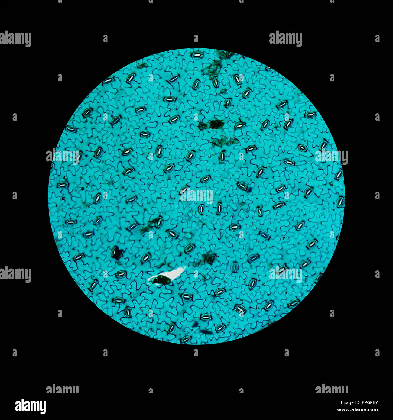Apparato stomatico microfotografia Foto Stock