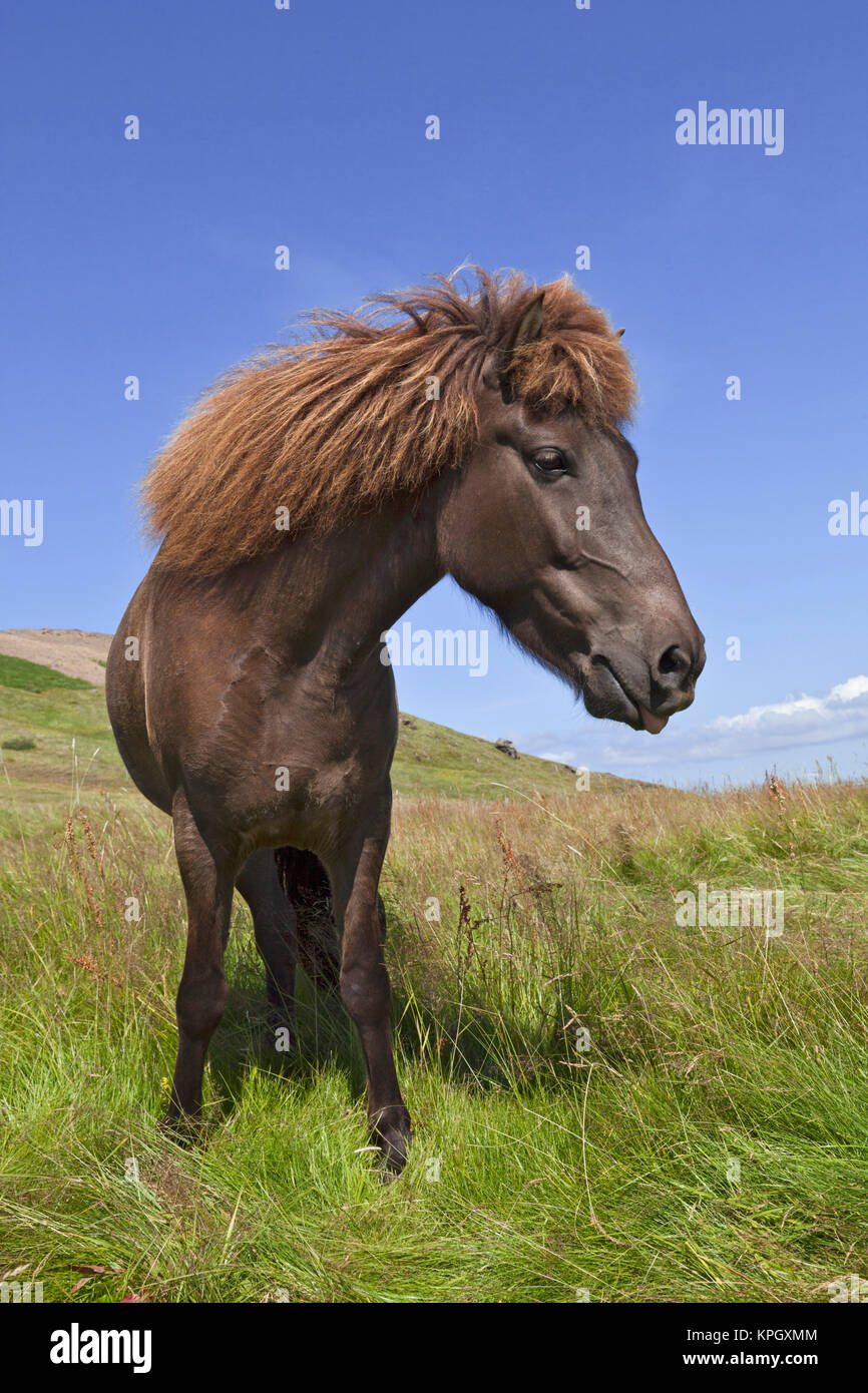 Cavallo islandese, Islanda Foto Stock