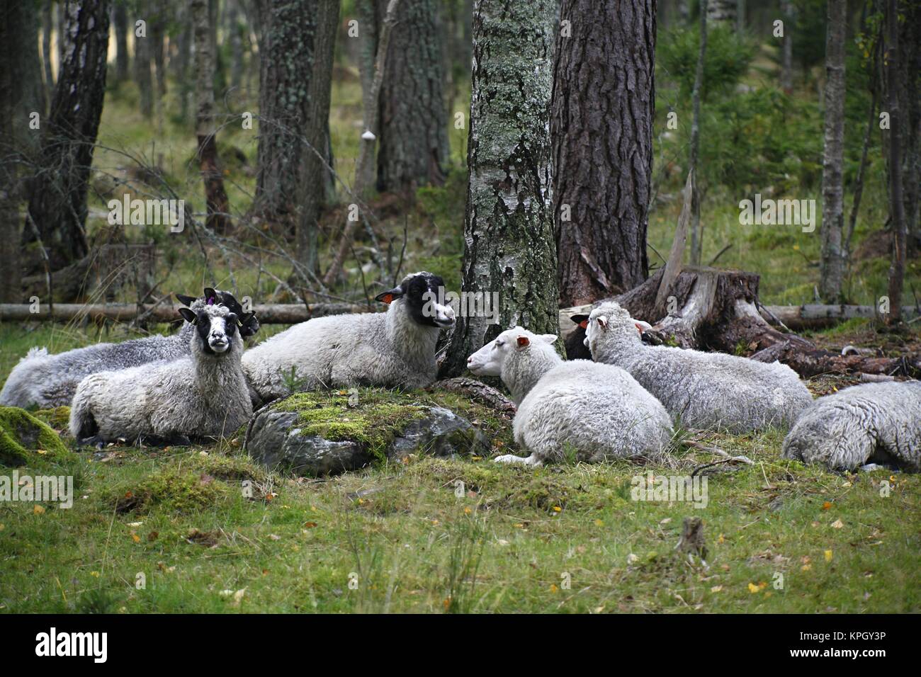 Pecore al pascolo su un pascolo di foresta in Finlandia Foto Stock