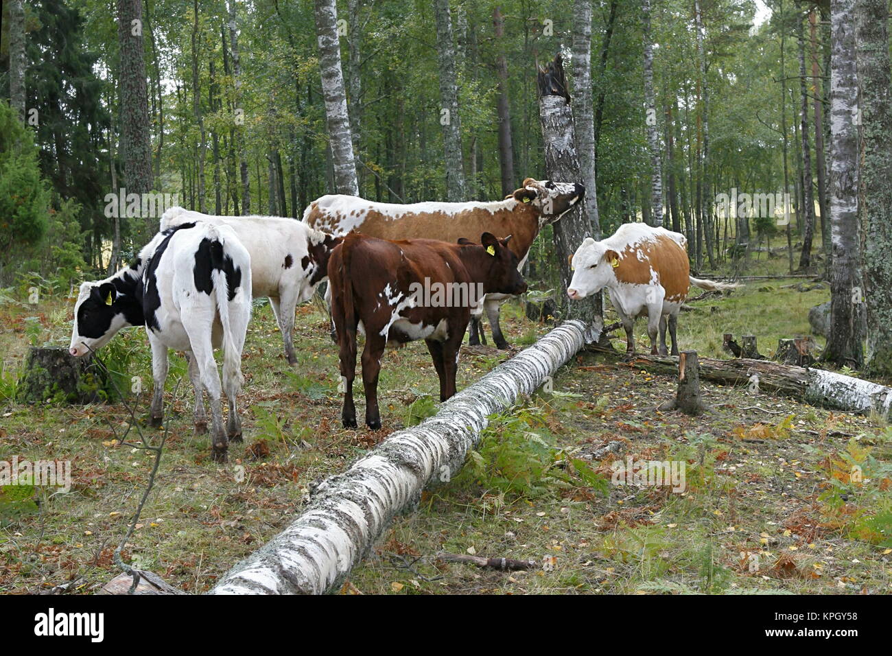 Il pascolo di bestiame su un pascolo di foresta in Finlandia Foto Stock