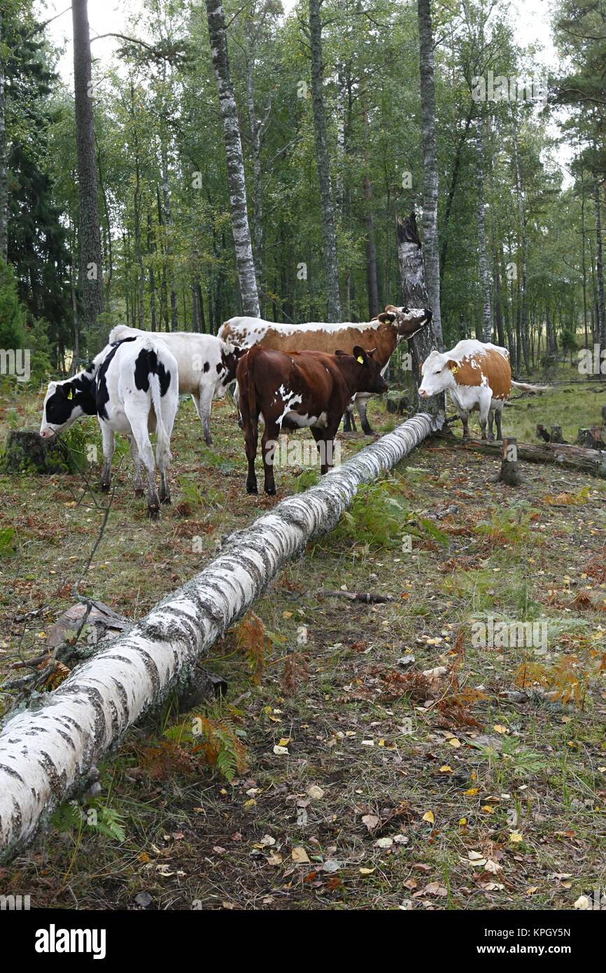 Il pascolo di bestiame su un pascolo di foresta in Finlandia Foto Stock